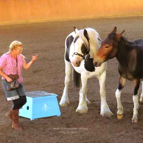 tiershow rostock muli pferd