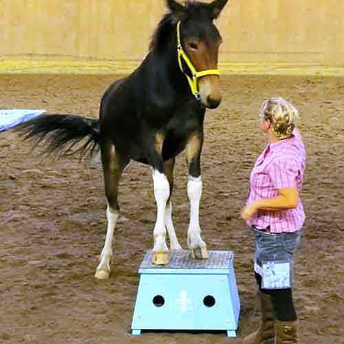 tiershow rostock muli pferd